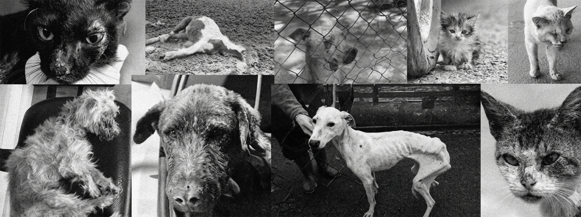 CRUELDADE ANIMAL NÃO É ENTRETENIMENTO